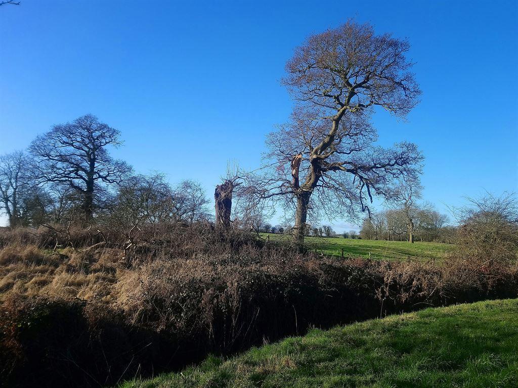 twotrees