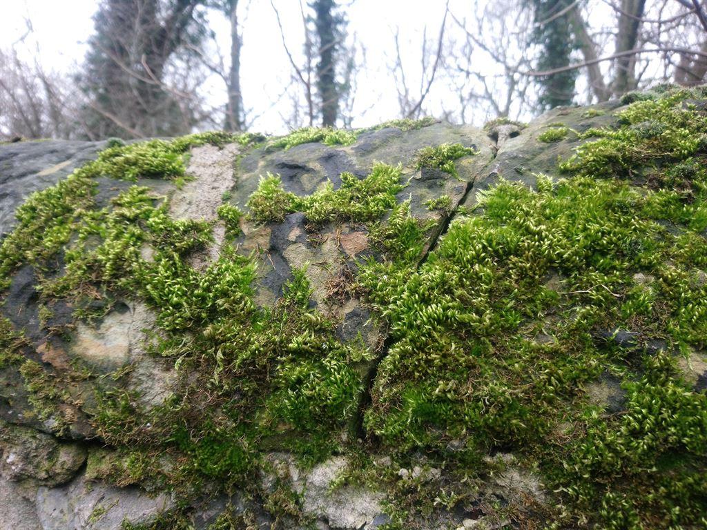 moss1