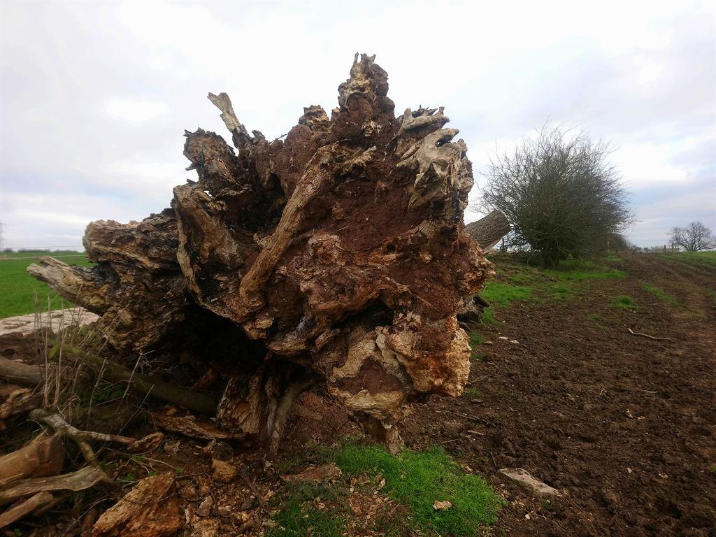 stump