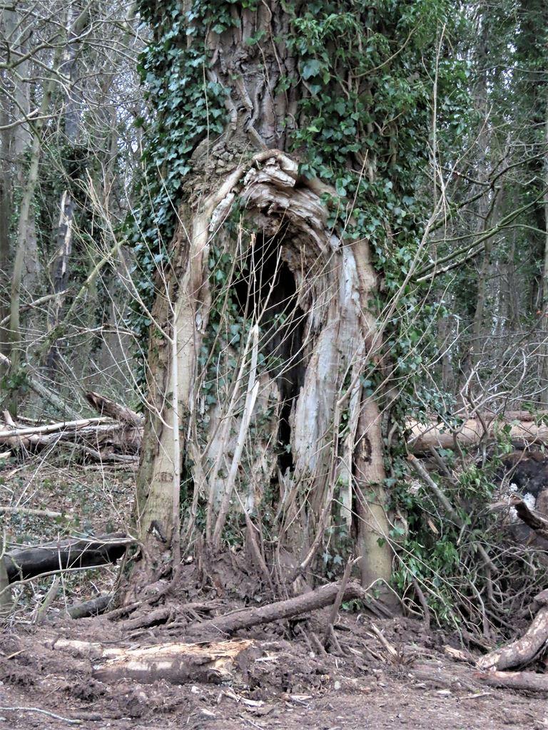 tree