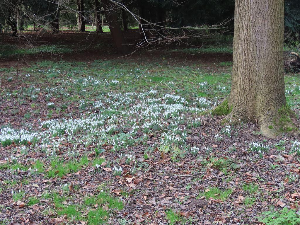 snowdrops