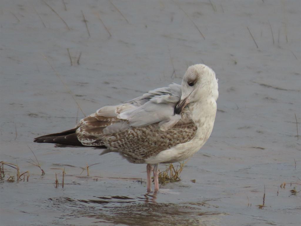 gull2