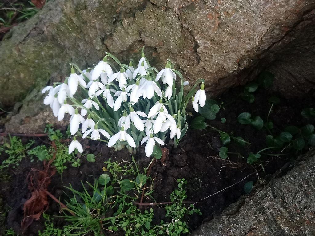 snowdrops