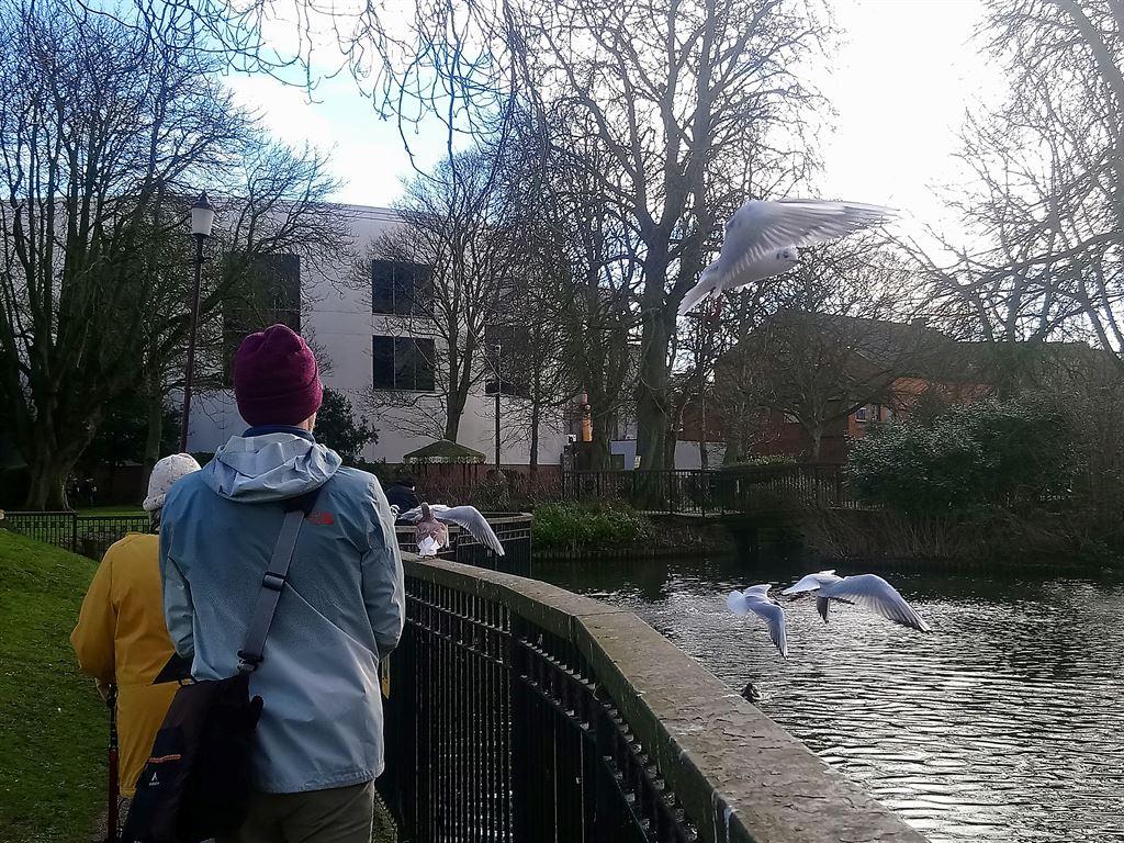 seagull