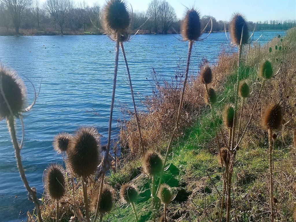 teasels