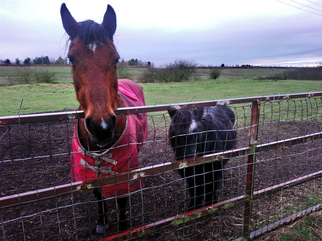 horses