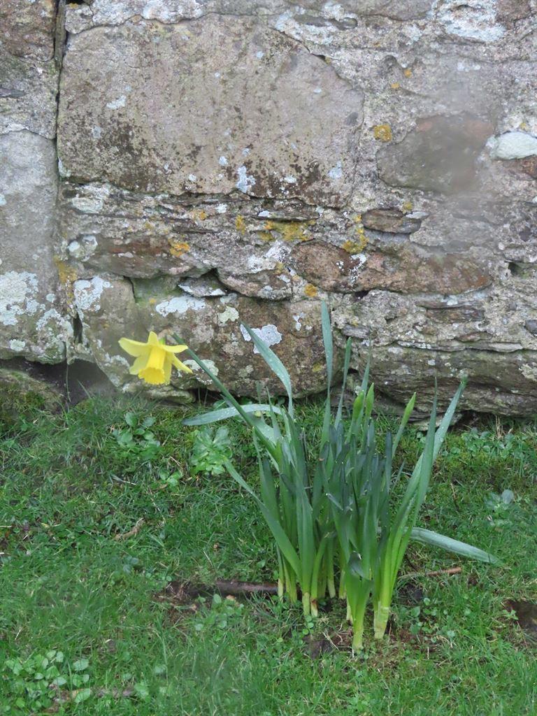 daffs