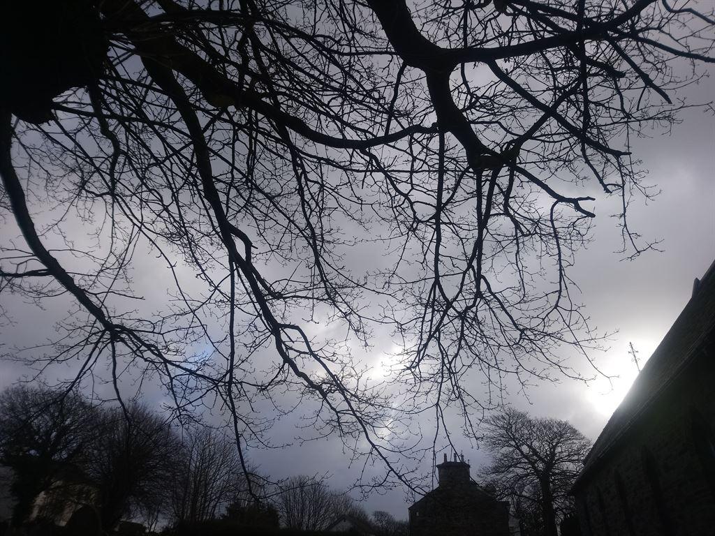 tree