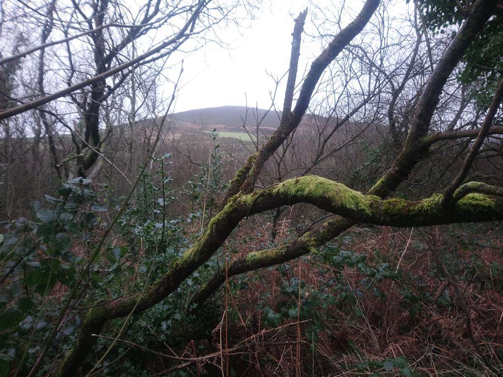 moss1