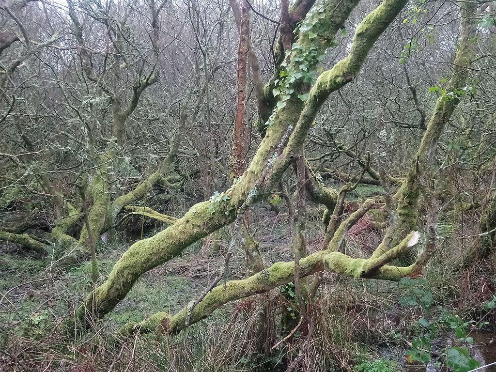 moss2