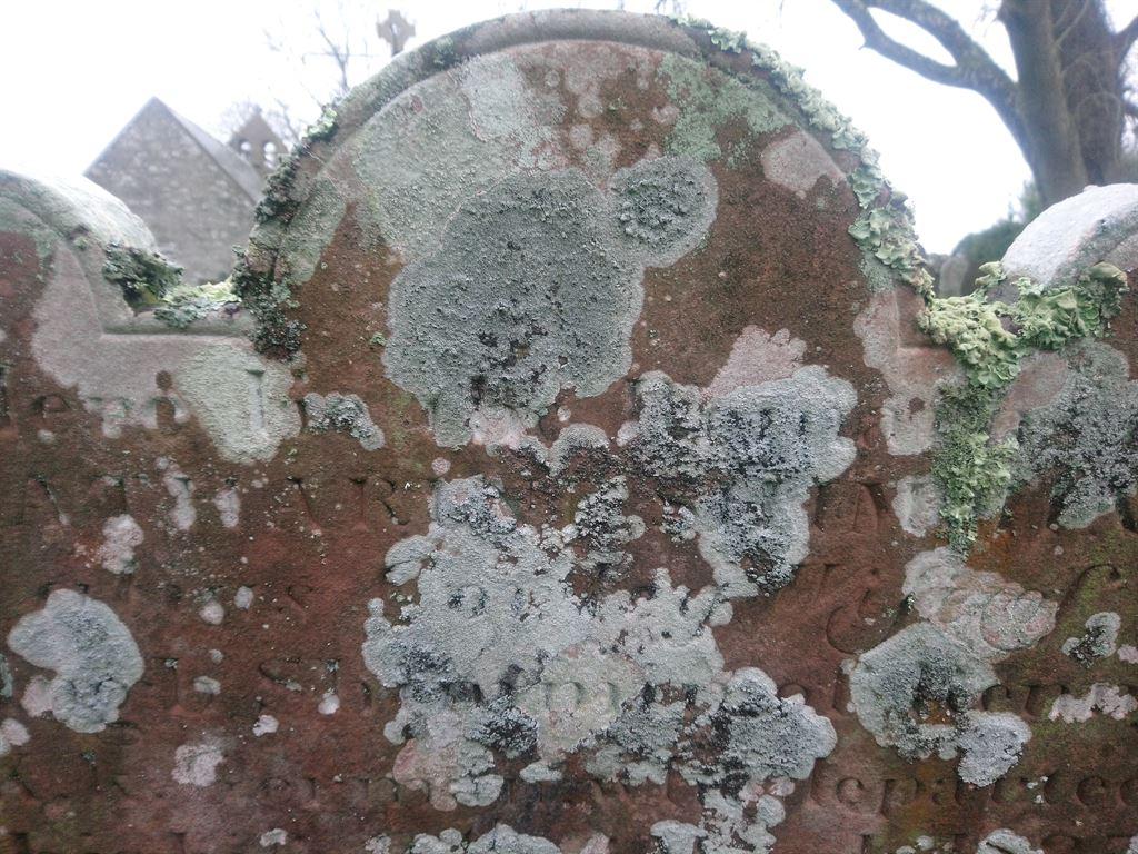 lichen