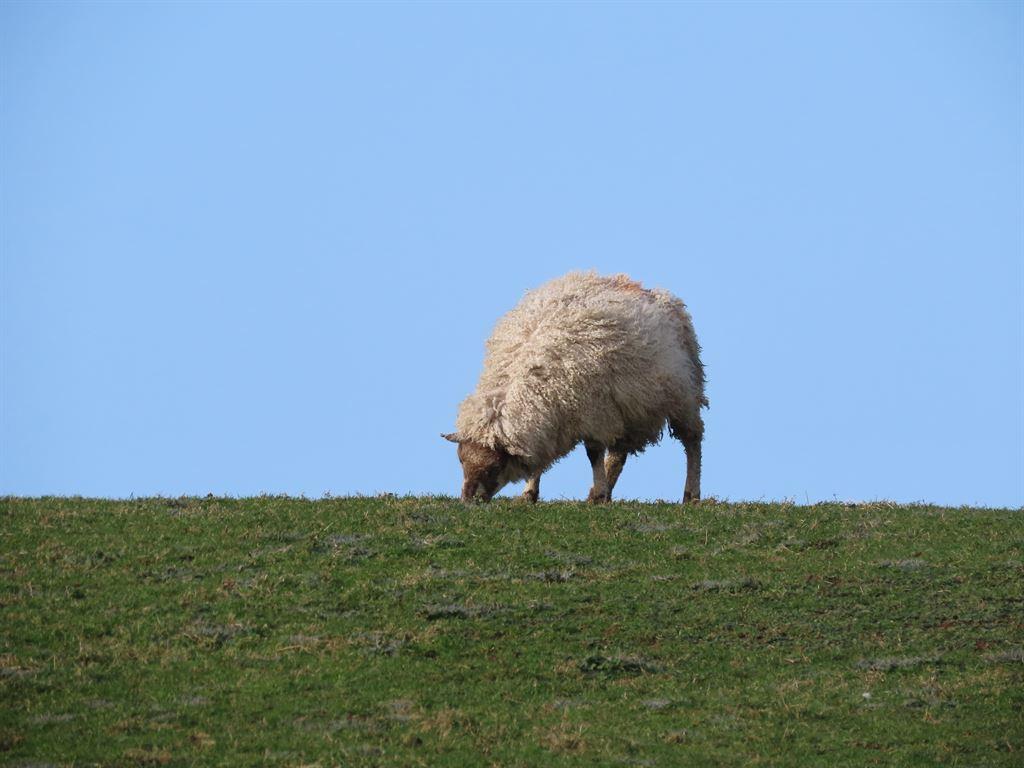 onesheep
