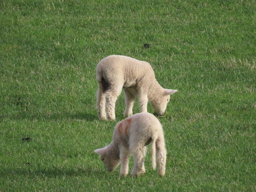 lambs1