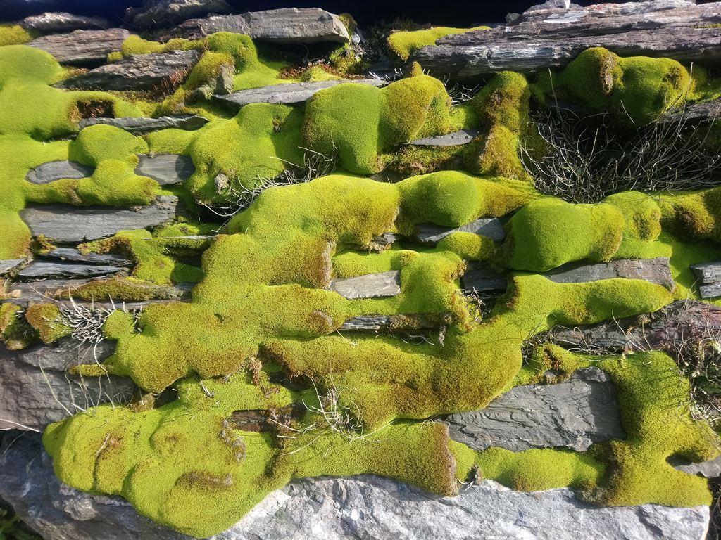 moss
