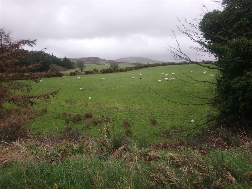 sheep