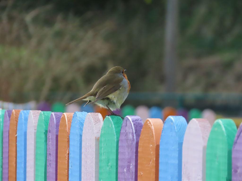 robin
