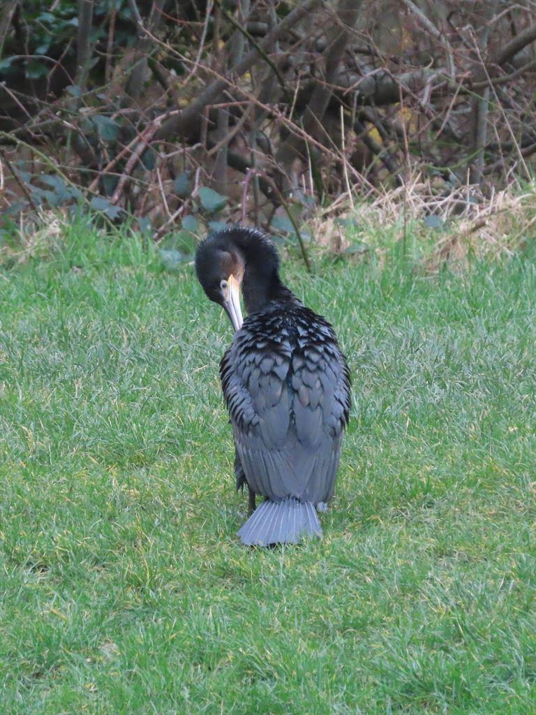 cormorant2