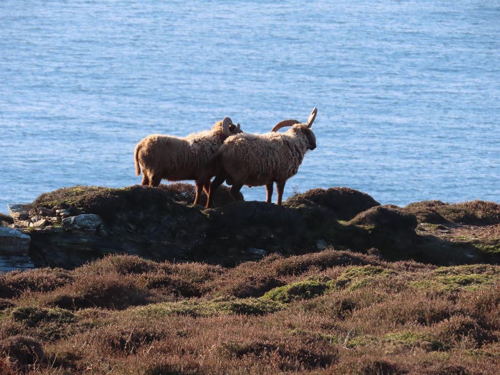 sheep