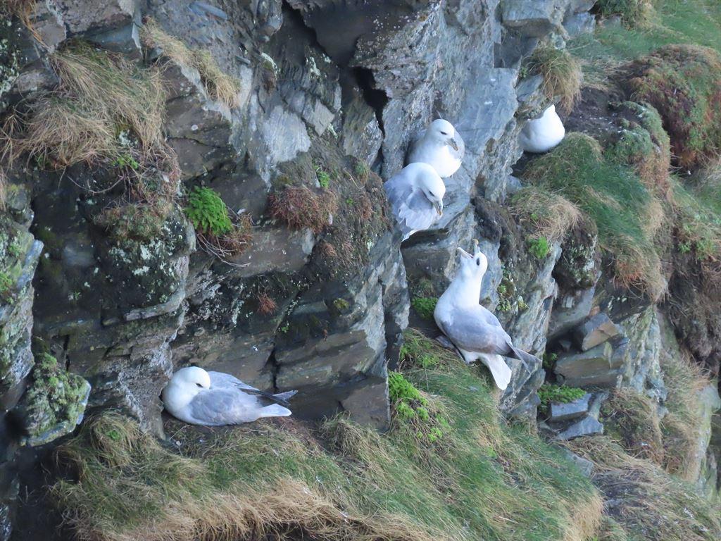 gulls1