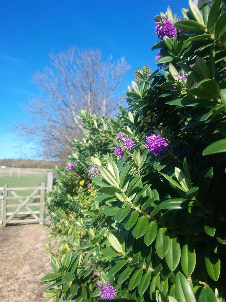 hedge