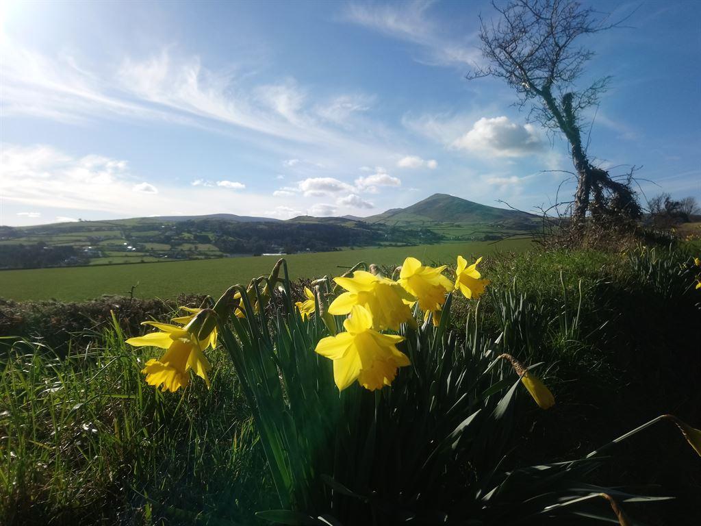 daffodils