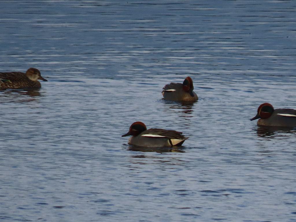 greenwingedteal