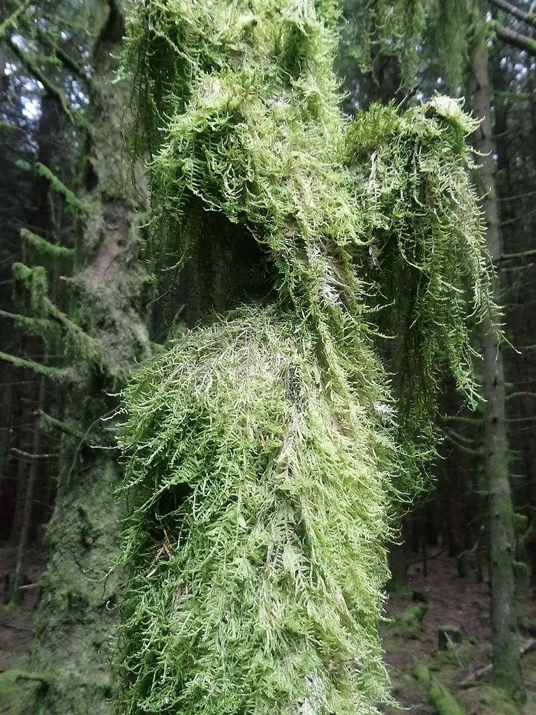 moss4