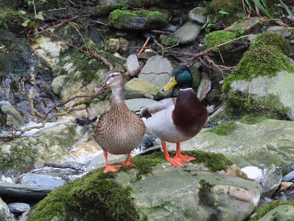 ducks3