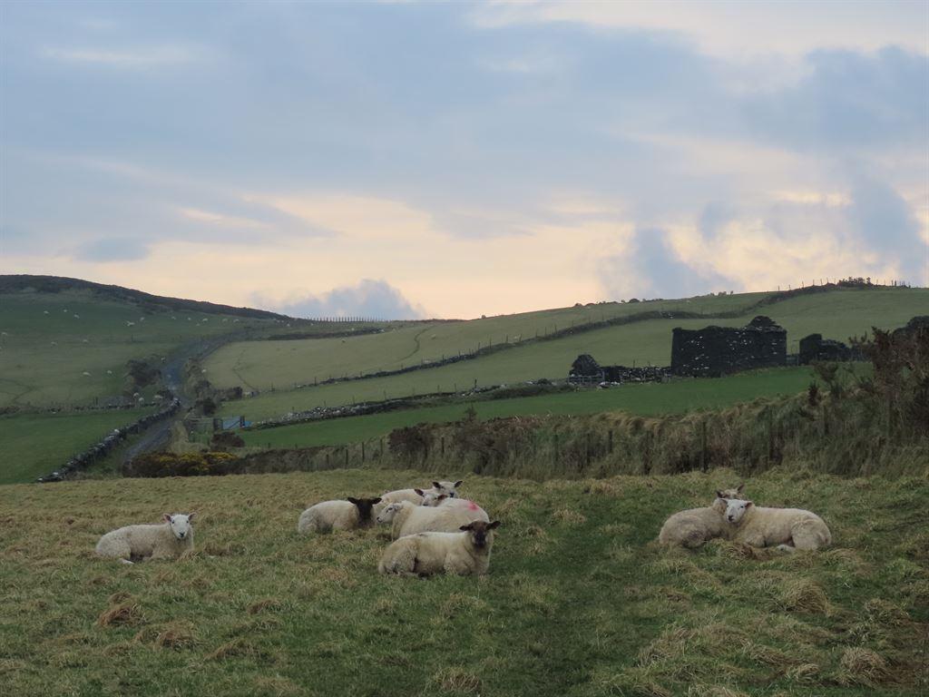 sheep