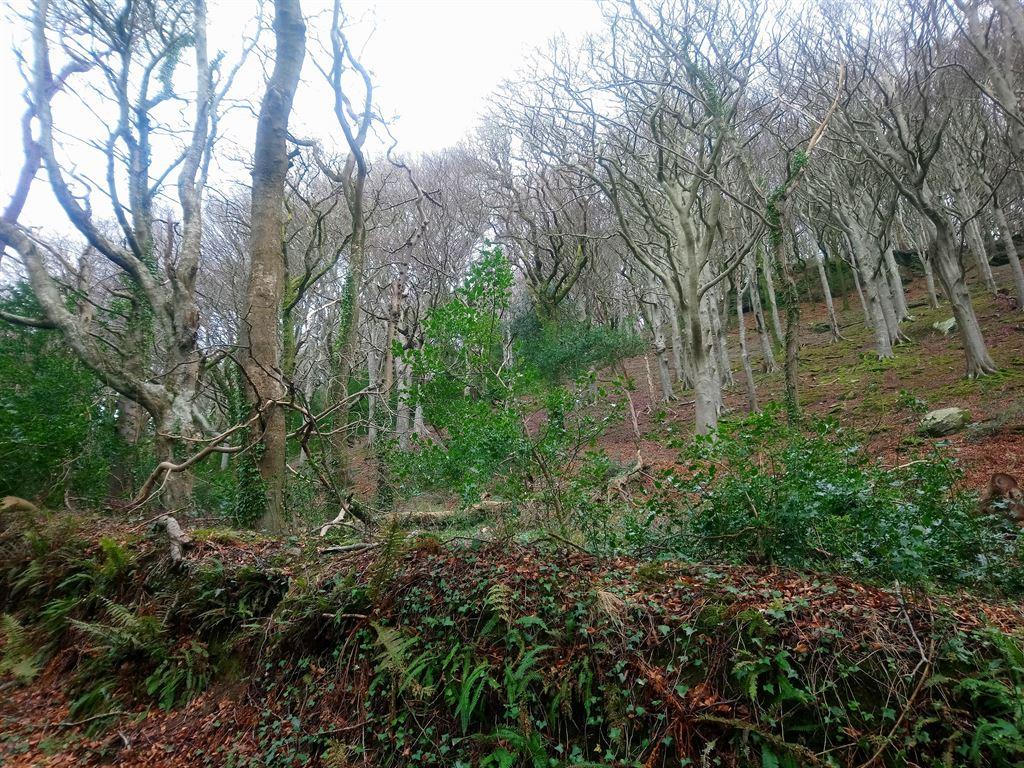 trees1