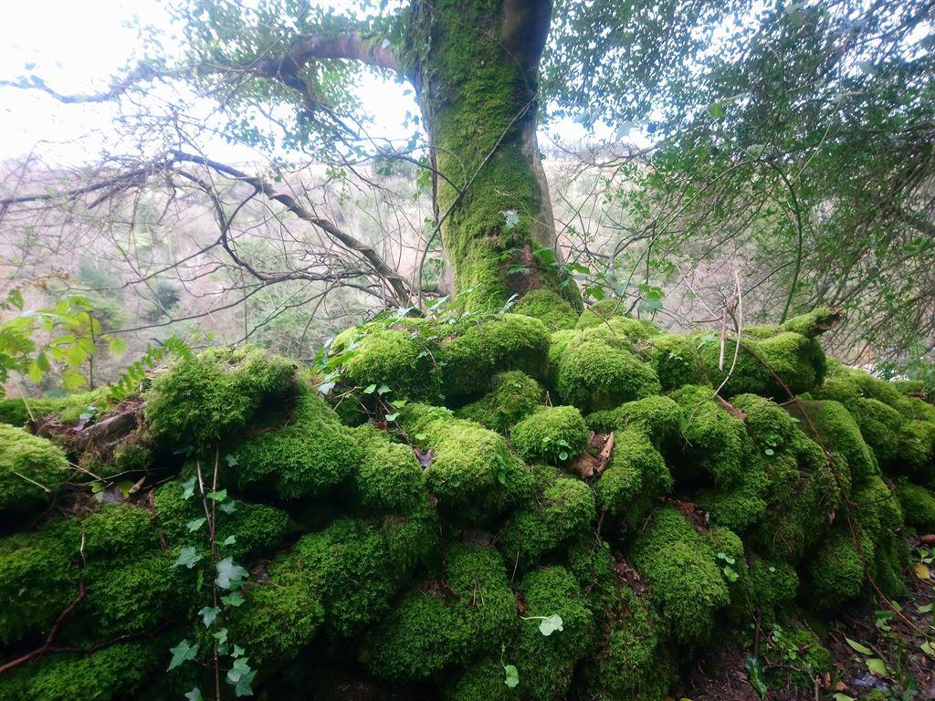 moss
