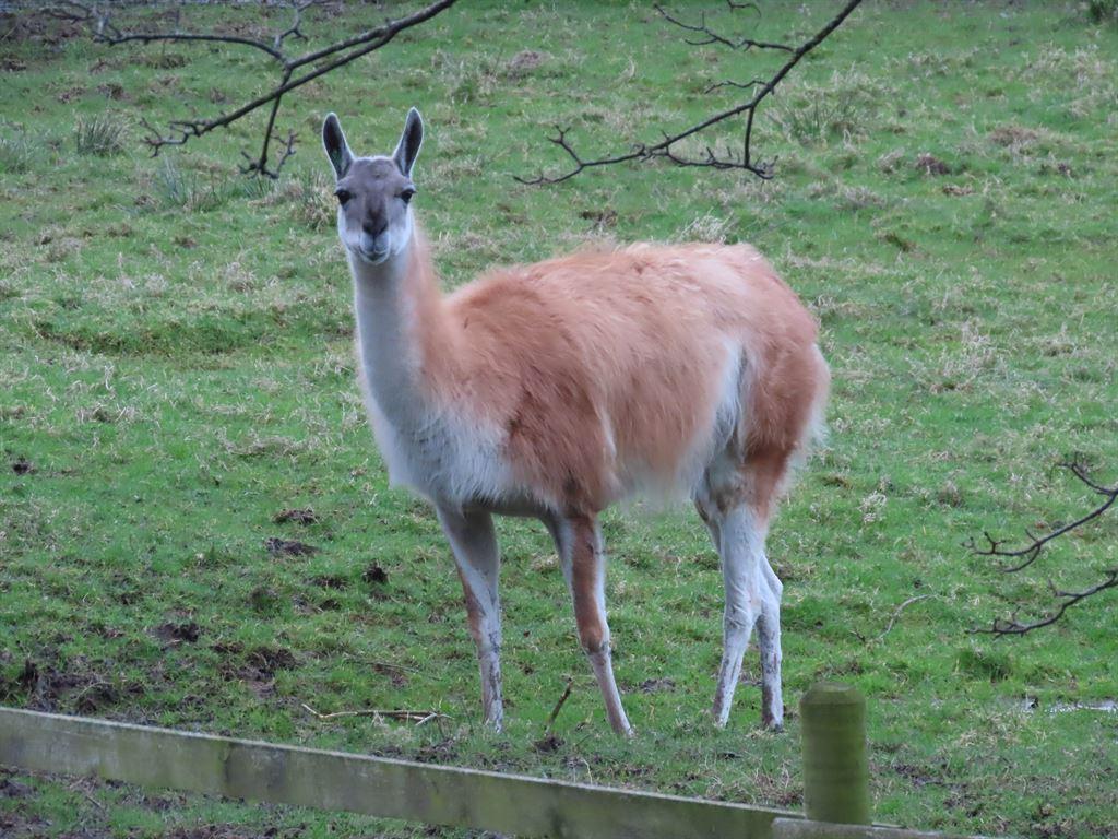 llama