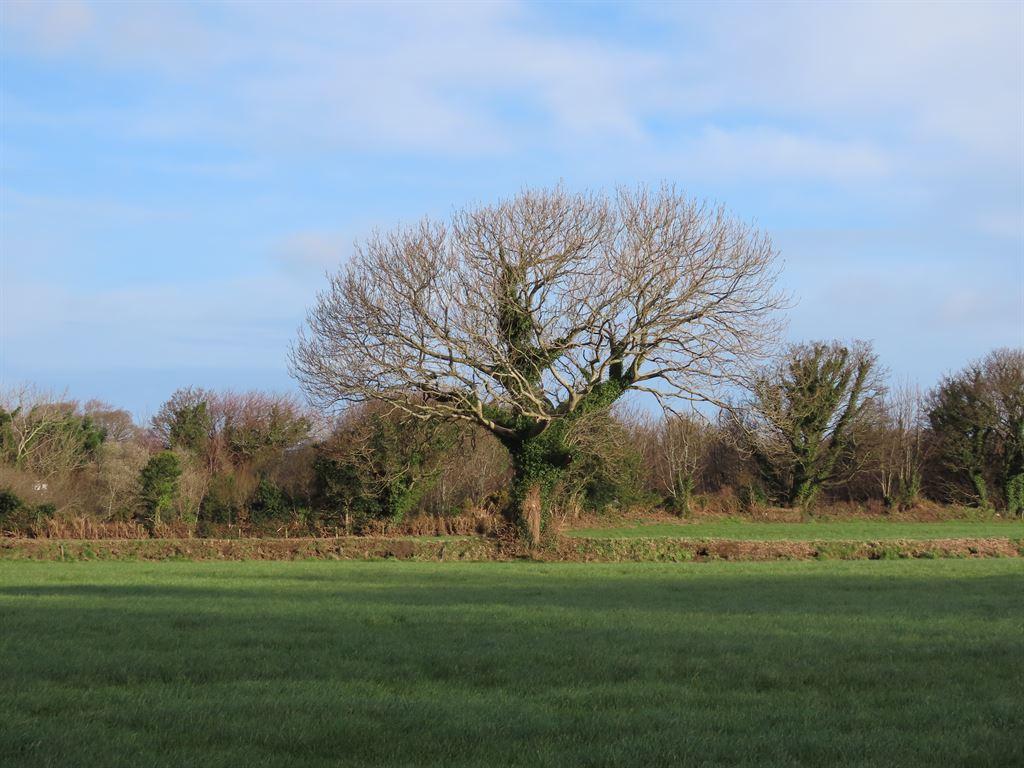 tree
