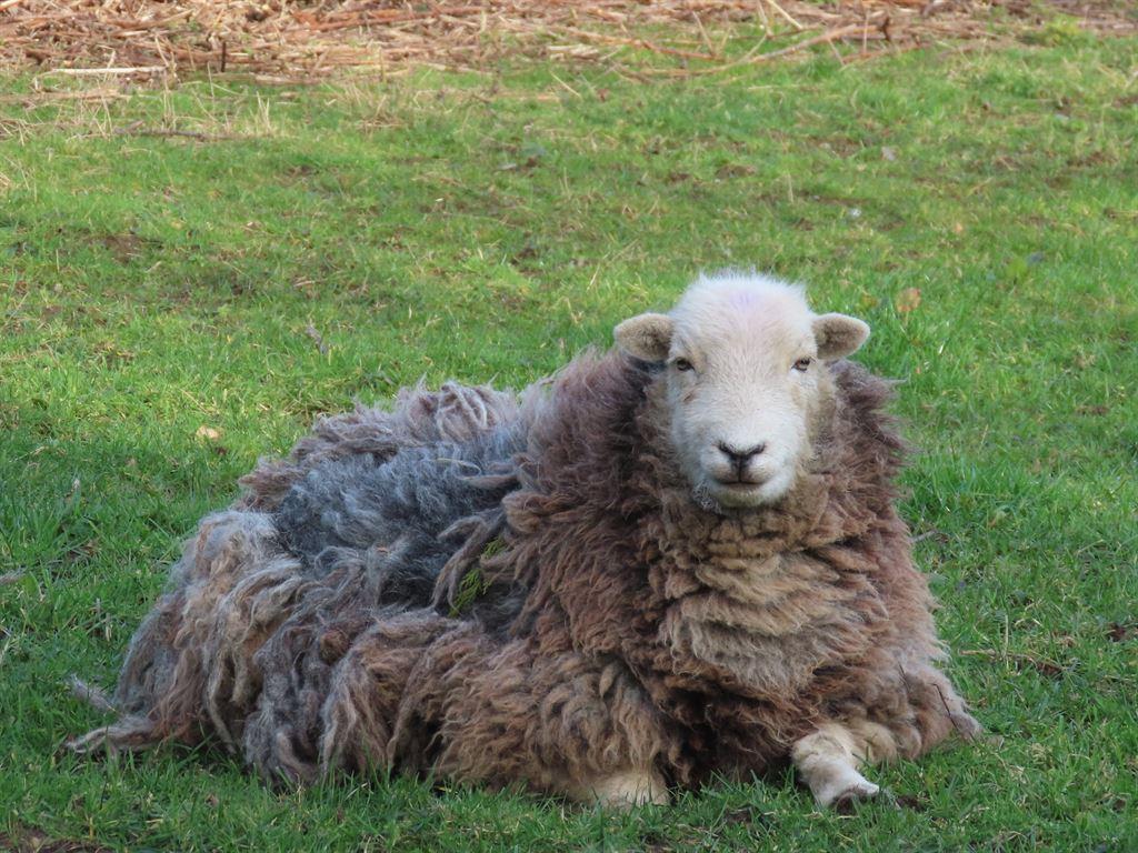 sheep1