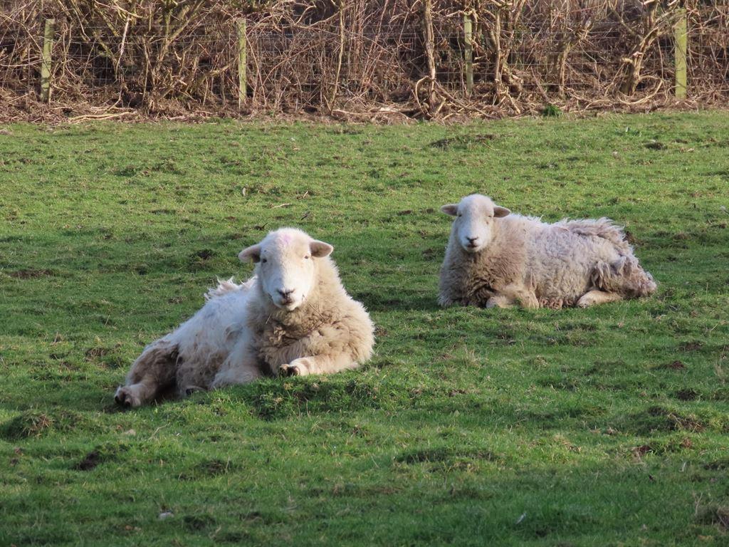 sheep2