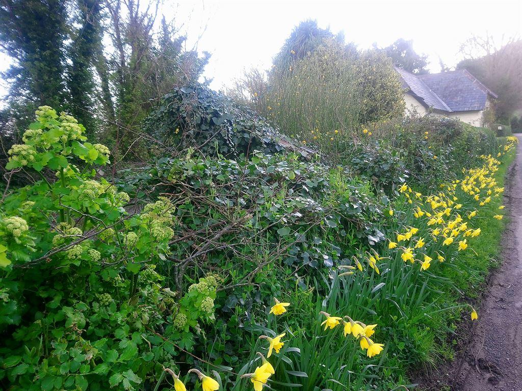 daffs