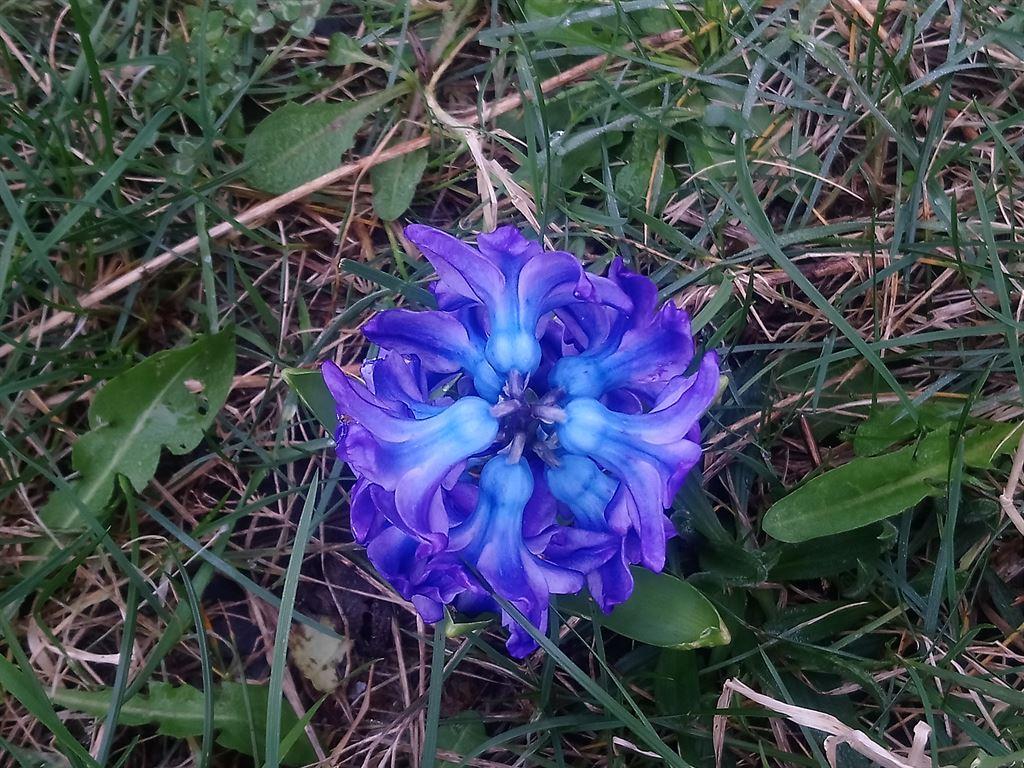 hyacinth