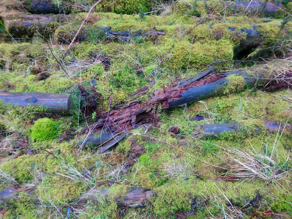 moss1
