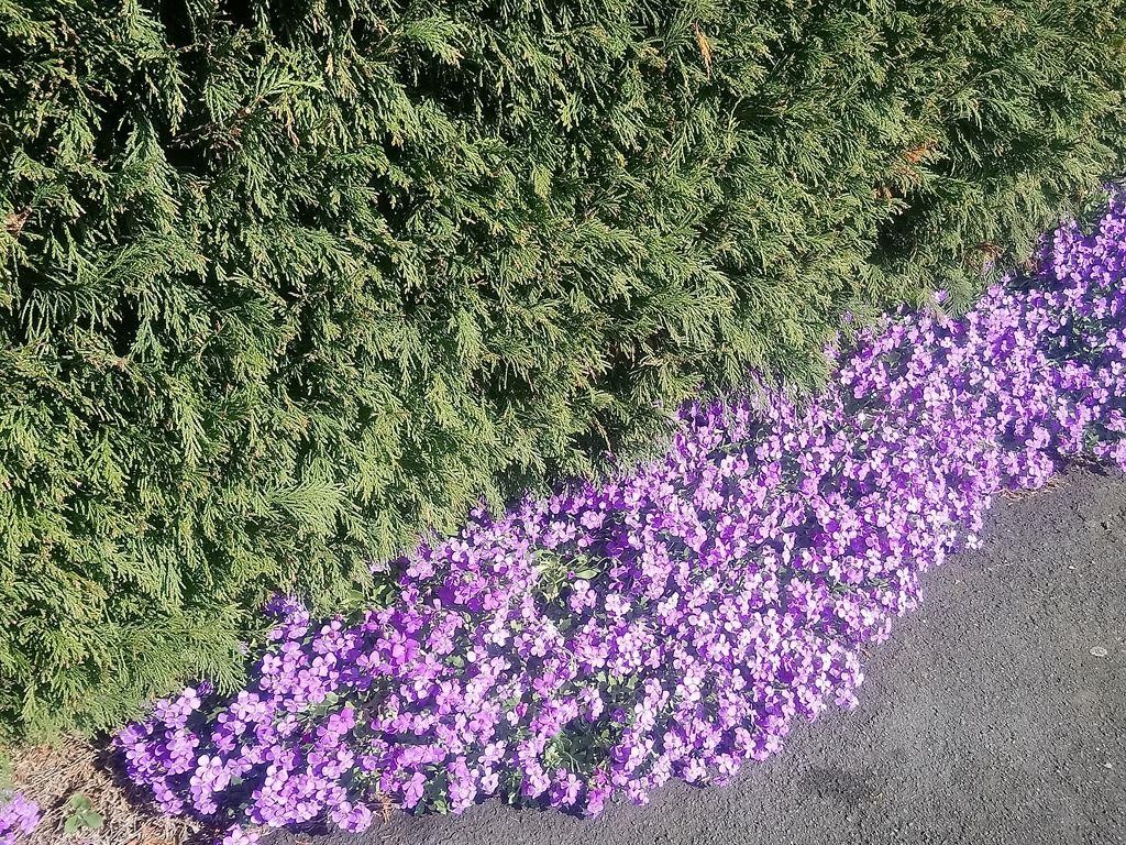 hedge&flowers