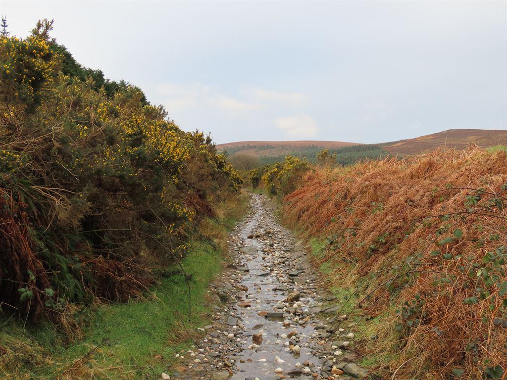 greenlane