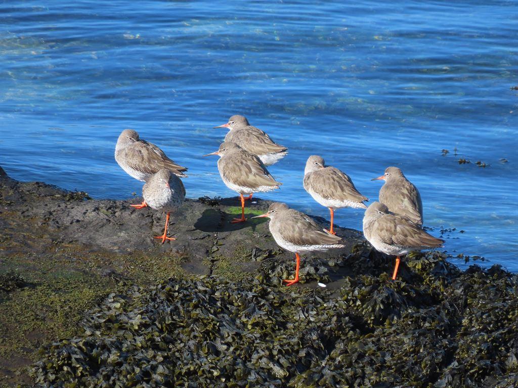 redshanks