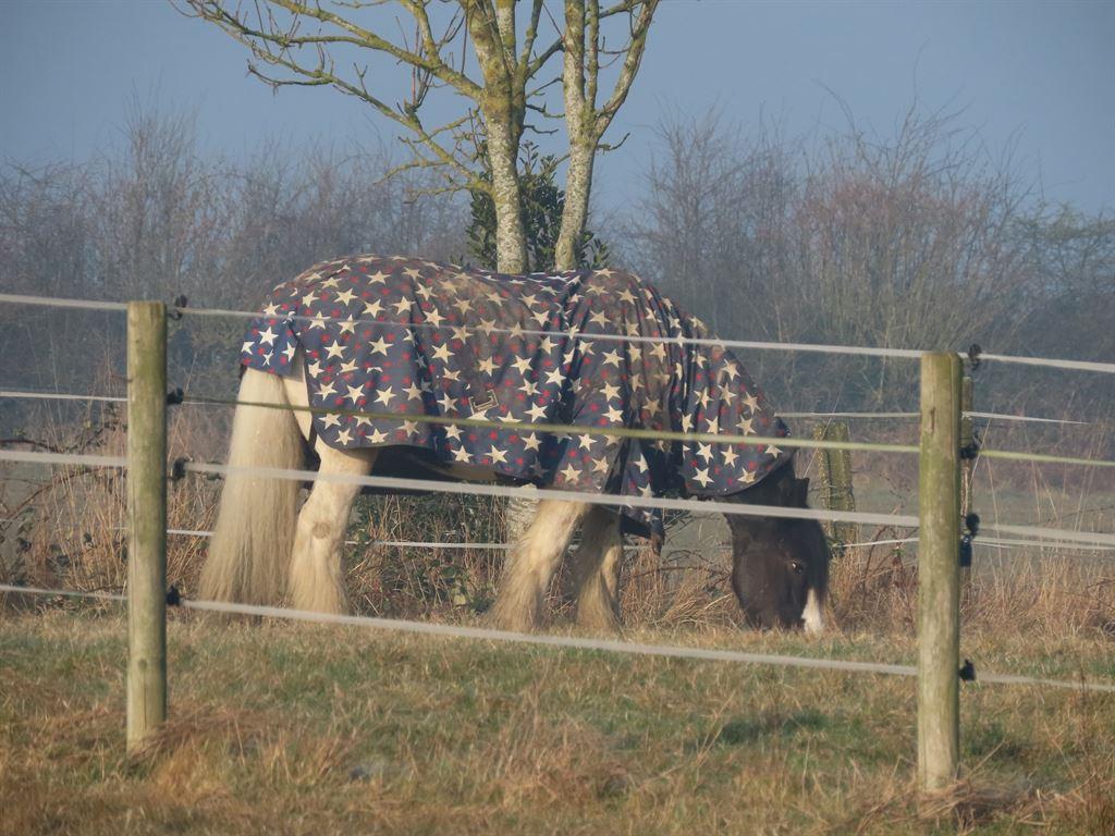 horseblanket