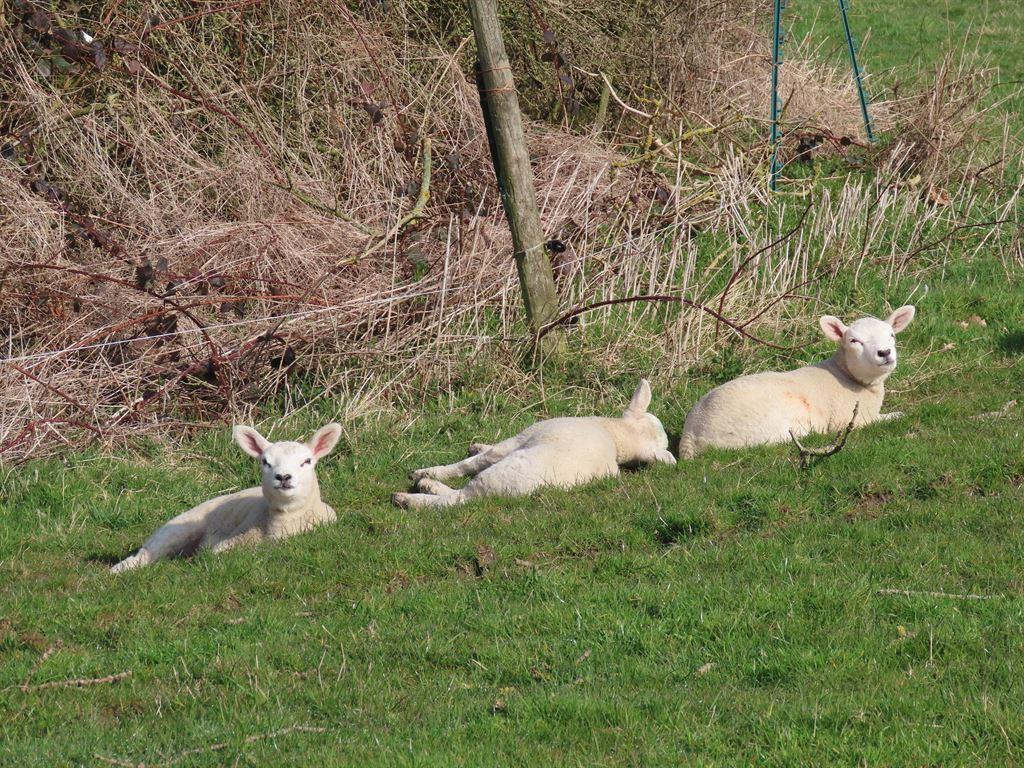 lambs