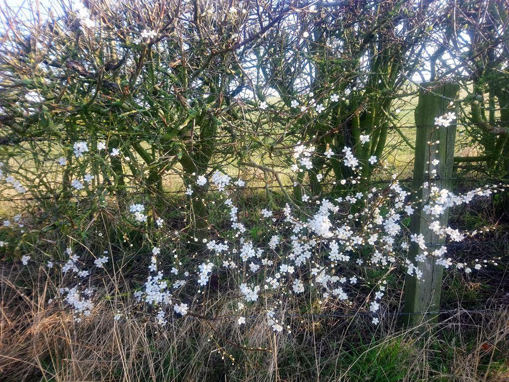 hawthorn