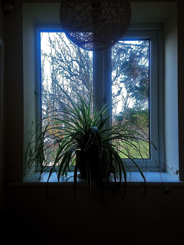 cottage1