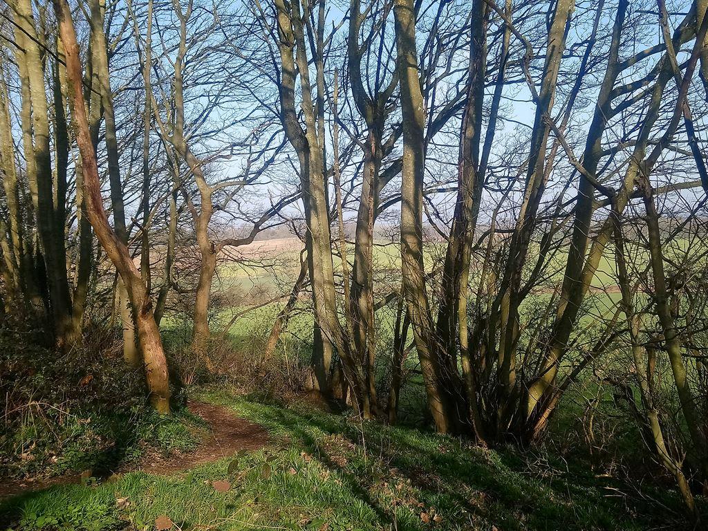 morningtrees