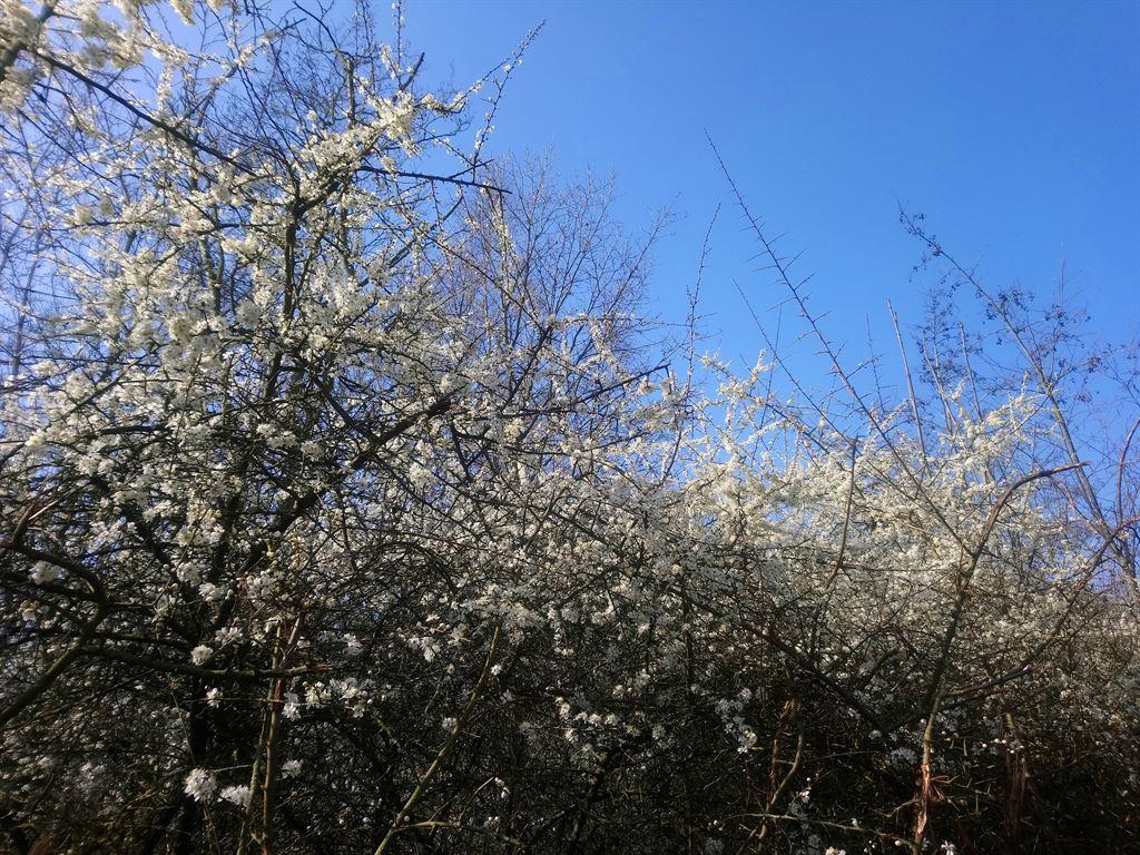 hawthorn1