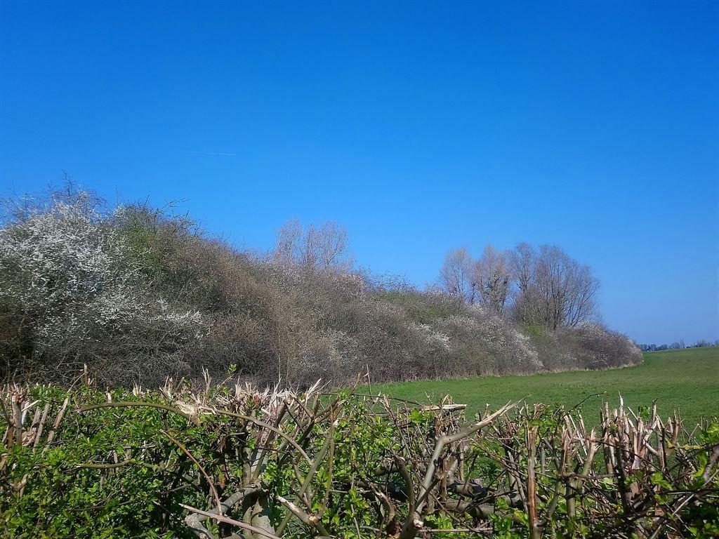 hawthorn2
