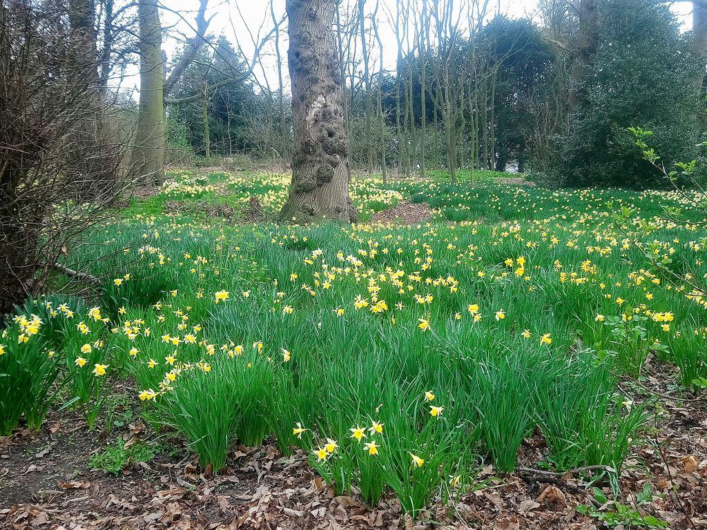 daffs