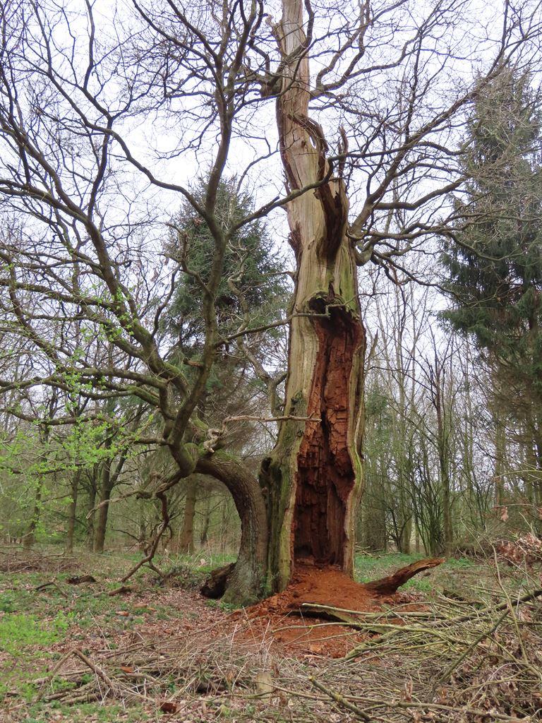 blastedtree